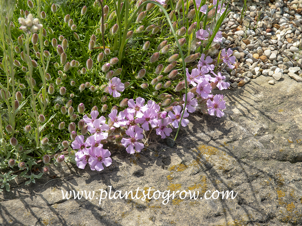Oliviana Soapwort (Saponaria x Oliviana)
(April 29)